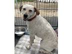 Adopt Hunter a Australian Cattle Dog / Mixed Breed (Medium) / Mixed dog in