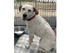 Adopt Hunter a Terrier (Unknown Type, Small) / Mixed Breed (Medium) / Mixed dog
