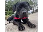 Adopt ASH a Black American Staffordshire Terrier / Mixed dog in Goleta