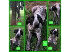 Adopt Ivan a Hound (Unknown Type) dog in Ola, AR (37615311)
