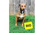 Adopt Rio a Red/Golden/Orange/Chestnut Hound (Unknown Type) dog in Ola