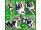 Adopt Ian a Tricolor (Tan/Brown & Black & White) Hound (Unknown Type) dog in