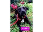 Adopt Jamaica a Black - with White Hound (Unknown Type) dog in Ola