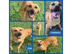 Adopt Cornbread a Tan/Yellow/Fawn Hound (Unknown Type) dog in Ola, AR (37663925)