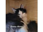 Adopt Donny Blaze a Domestic Longhair / Mixed (short coat) cat in Cedar Rapids