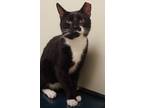 Adopt Edgar a Black & White or Tuxedo Domestic Shorthair (short coat) cat in