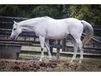 Adopt Princeapecia a Gray Thoroughbred / Mixed horse in Louisville