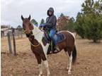 Beautiful 6 year old well bred mare