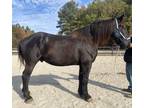 Nice Percheron gelding