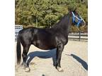 Percheron Dutch mare