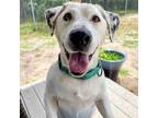 Adopt Diesel a White - with Tan, Yellow or Fawn Mixed Breed (Medium) / Mixed