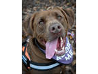 Adopt Gumbo a Brown/Chocolate Labrador Retriever / Mixed (short coat) dog in New