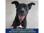 Adopt Chip a Brindle Mixed Breed (Medium) / Mixed dog in Westhampton