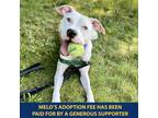 Adopt Melo a White - with Tan, Yellow or Fawn Mixed Breed (Medium) / Mixed dog
