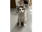 Adopt Champ a Gray, Blue or Silver Tabby Domestic Longhair (long coat) cat in