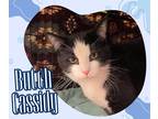 Adopt Butch Cassidy a Black & White or Tuxedo Domestic Shorthair (short coat)
