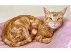 Adopt Henri a Orange or Red Tabby Domestic Shorthair (short coat) cat in San