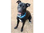 Adopt Maverick K94 3/23/23 a Black Labrador Retriever / Mixed dog in San Angelo
