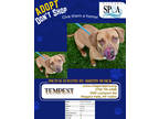 Adopt Tempest a Brown/Chocolate American Pit Bull Terrier / Mixed Breed (Medium)