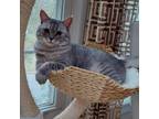 Adopt Honey Kuwait a Gray or Blue British Shorthair / Mixed cat in Merrifield