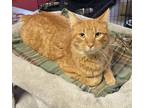 Adopt Mr. Peepers a Orange or Red Domestic Shorthair / Mixed cat in Sparta