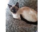 Adopt Queena a Cream or Ivory (Mostly) Siamese (short coat) cat in Cherryville