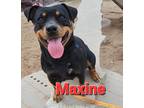 Adopt Maxine a Black - with Tan, Yellow or Fawn Rottweiler / Australian Cattle
