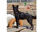 Adopt Jazzy a Black Australian Cattle Dog / German Shepherd Dog / Mixed dog in