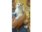 Adopt Wilbur a Orange or Red Domestic Shorthair / Domestic Shorthair / Mixed cat