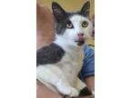 Adopt Orville a Gray or Blue Domestic Shorthair / Domestic Shorthair / Mixed cat