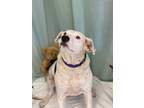 Adopt Patches a White Dalmatian / Mixed dog in Port St. Joe, FL (34273776)