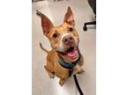 Adopt EVAN a Tan/Yellow/Fawn American Pit Bull Terrier / Mixed dog in Frederick
