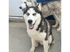 Adopt Ajax a Black Husky / Mixed dog in Eufaula, OK (37661117)