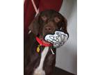 Adopt Layla a Brown/Chocolate German Shorthaired Pointer / Mixed dog in Quincy
