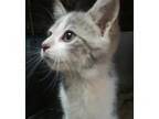 Adopt Salem a Gray or Blue Domestic Shorthair / Domestic Shorthair / Mixed