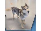 Adopt TYSON a Gray/Blue/Silver/Salt & Pepper Husky / Mixed dog in Silver