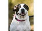 Adopt Patches a White Foxhound / Border Collie / Mixed dog in Plant City