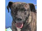 Adopt Koda a Brindle Mixed Breed (Large) / Mixed dog in Las Cruces