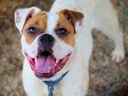 Adopt FRANKIE a White Boxer / Mixed dog in Kuna, ID (37742383)