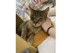 Adopt Beth a Brown Tabby Domestic Shorthair (short coat) cat in Norwalk