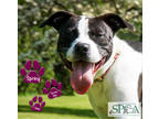 Adopt Spring a Black American Pit Bull Terrier / Mixed dog in Williamsport