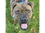 Adopt Mel Gibson a Brindle Boxer / American Staffordshire Terrier / Mixed dog in