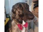 Adopt TIMON - local - sf a Brindle Shepherd (Unknown Type) dog in Langley