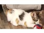 Adopt Mong - Marisa a White (Mostly) Domestic Shorthair (short coat) cat in Los