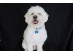 Adopt Kobe Bear a White Miniature Poodle / Mixed dog in PHOENIX, AZ (37725382)