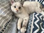 Stitch Starz, Siamese For Adoption In Edmonton, Alberta