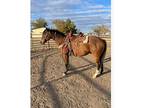 Bass bros ranch gelding