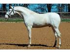 Buckskin Pearl PRE