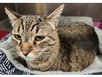 Adopt Jamie a Domestic Short Hair