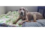 Adopt Hannah a Weimaraner